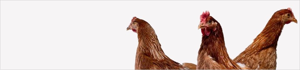 Avian Metapneumovirus in chickens and turkeys