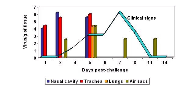 aMPV antigen isolation