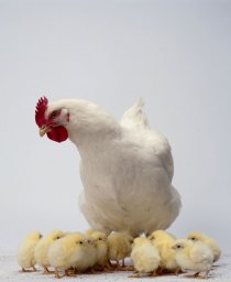 To www.chicken-anemia.com