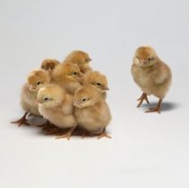 day old chickens