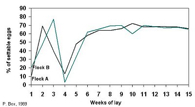 weekly egg production