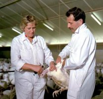 vaccinating turkeys